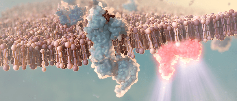 Activation of CGRP receptors shown to increase during a migraine