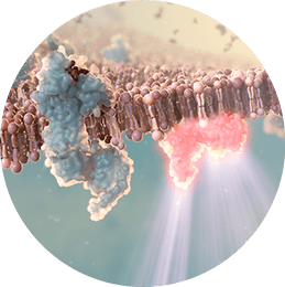 Activation of CGRP receptors shown to increase during a migraine