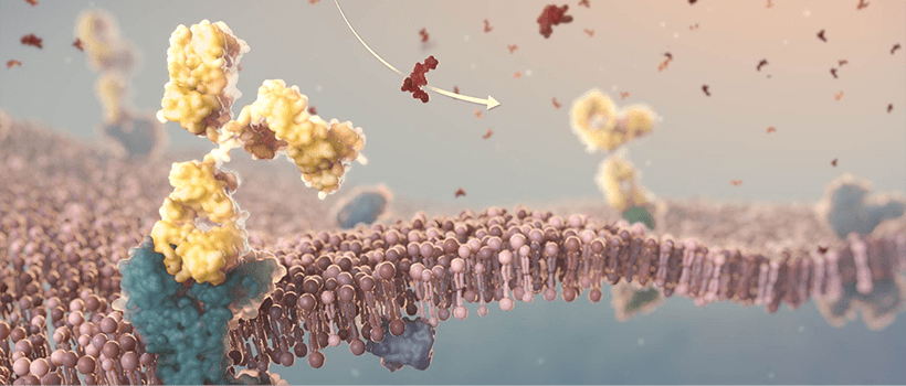 Aimovig® (erenumab-aooe) targets and blocks the CGRP receptor