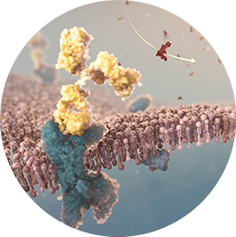 Aimovig® (erenumab-aooe) targets and blocks the CGRP receptor