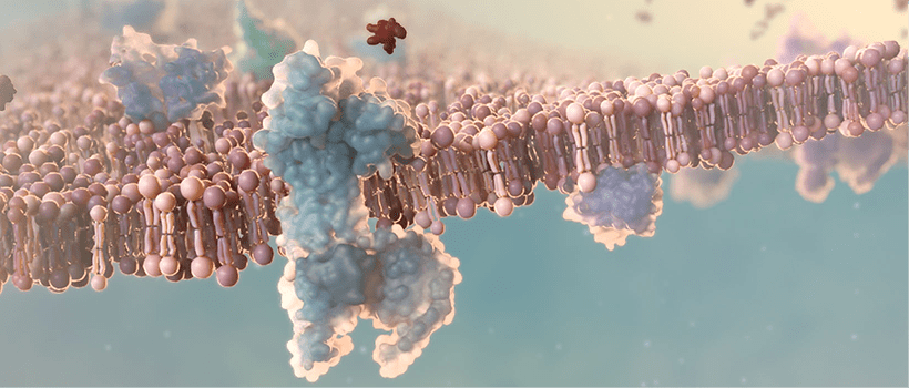 CGRP neuropeptide activates the CGRP receptor