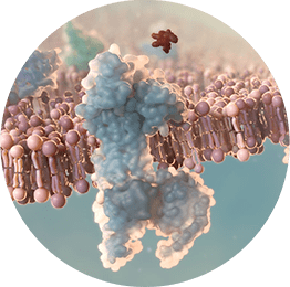 CGRP neuropeptide activates the CGRP receptor